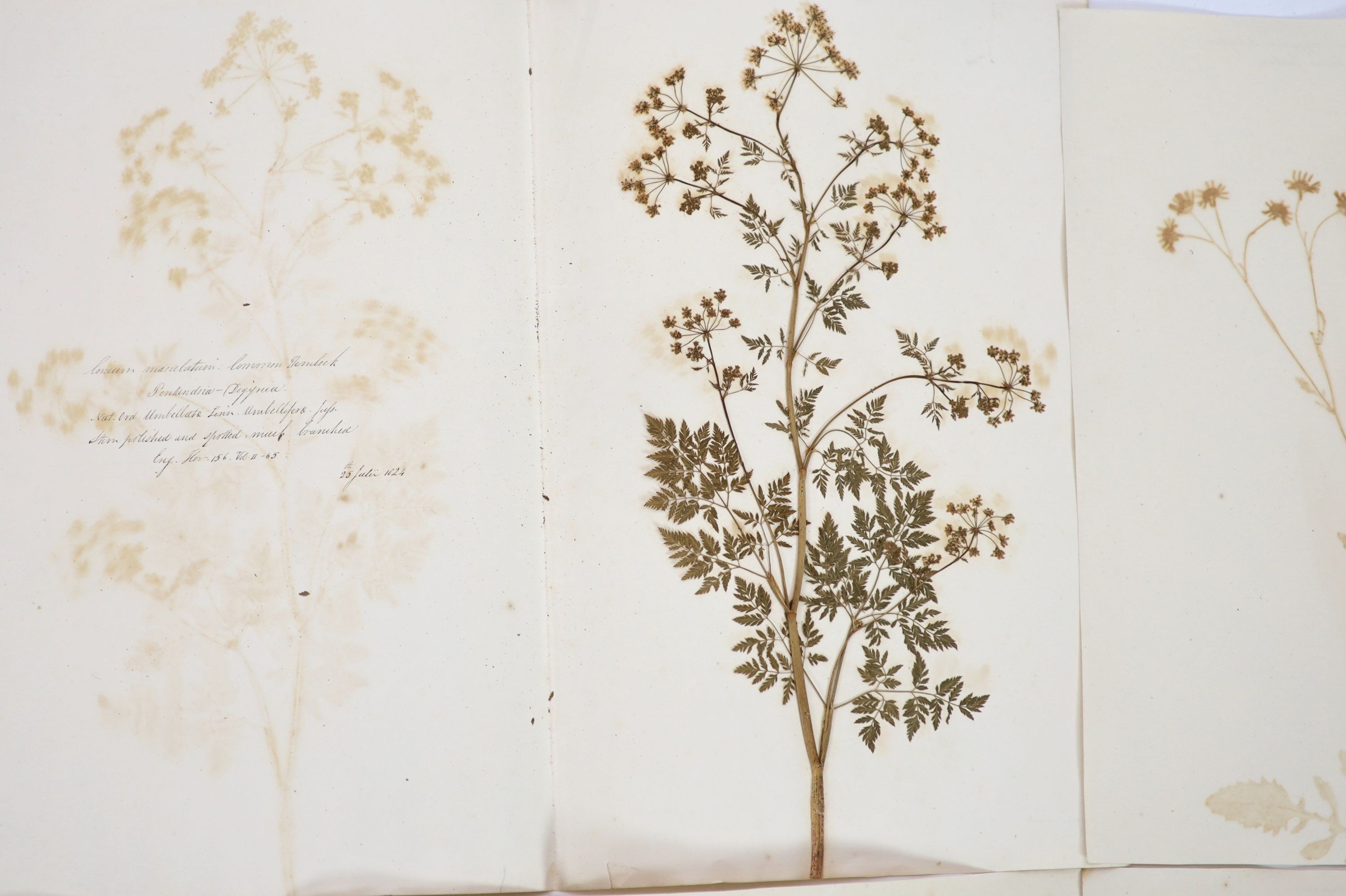 A folio of early 19th century dried botanical specimens on paper, Largest 47 cm X 28 cm (89 specimens)